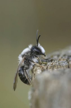 Erkek, gri sırtlı maden arısı Andrena vaga 'nın, tahta bir direkte otururken doğal yakın çekimi.