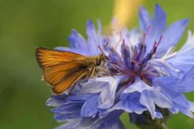 Şirin ve küçük Essex kaptanı kelebek, parlak mavi bekarlık rozeti üzerindeki timeliküs lineola 'nın doğal yakın çekimi.