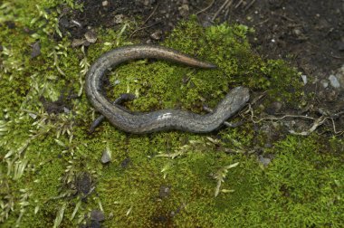 Kaliforniya Santa Lucia Dağları 'nın doğal sırt çekimi ince semenderi Batrachoseps luciae, yosun kaplı bir taşın üzerinde oturuyor.