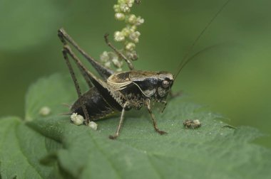 Olgun bir Karanlık Çalı cırcırböceğinin doğal yakın çekimi, Pholidoptera griseoaptera in the garden
