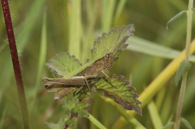 Nesli tükenmekte olan Steppe Grasshopper 'ın doğal yakın çekimi, yeşil bir yaprağın üzerinde oturan Chorthippus dorsatus