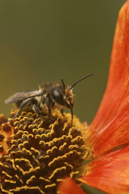 Turuncu bir Helenyum çiçeğinin üzerinde oturan Megachile Centuncularis adlı dişi Patchwork yapraklı arıya doğal dikey yakın plan.