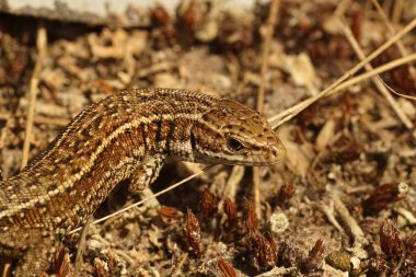 Avrupalı canlı bir kertenkele Zootoca Vivipara 'nın kafasına yakın plan çekilmiş.