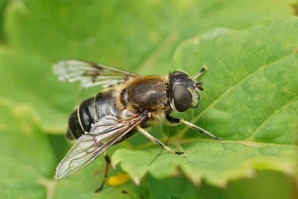 stock image Natural closeup on a Spring Drone Fly, Eristalis picea sitting on a green leaf in the Austrian alps