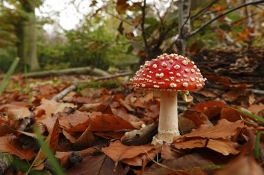 Amanita Muscaria 'nın orman zemininde, parlak kırmızı ve beyaz benekli sineklerin doğal yakın çekimi.