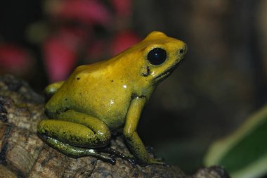 Sarı zehirli ok kurbağasına renkli bir yakın plan, Phylloise tahtanın üzerinde oturan terribilis