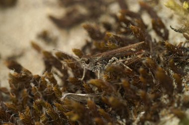 Noktalı çekirgeye yaklaş. Myrmeleotettix maculatus kurumuş yosunlarda iyi kamufle olmuş.