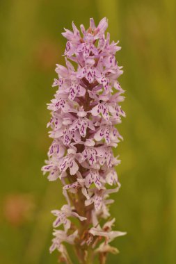 Kırılgan görünümlü sıradan benekli orkideye doğal olarak yakın plan, çayırdaki Dactylorhiza fuchsii