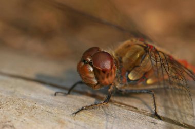 Avrupa 'nın en yaygın yusufçuk sineği Sympetrum Striolatum' un başına yakın plan doğal olarak bir odun parçasında ısınıyor.