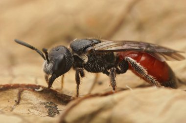 Renkli, kırmızı, koyu kanatlı bir kan arısının doğal detaylı görüntüsü. Kurumuş bir yaprağın üzerinde oturan Sphecodes gibbus.