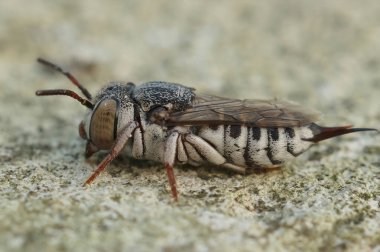 Küçük ve renkli dikenkuyruklu arı Coelioxys acanthura 'nın detaylı görüntüsü.