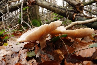 Ormanın zemininde bulunan gri renkli bulutsu akvaryum ya da huni mantarı, klitocybe nebularis grubuna doğal olarak yakın çekim.