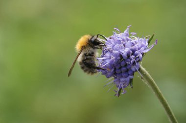 Kahverengi bantlı bir yaban arısı olan Bombus Pascuorum, yeşil bir arka planda mavi bir çiçeğin üzerinde oturuyor.