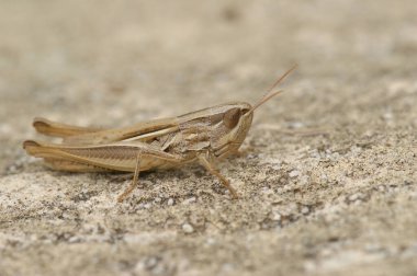 Jersey çekirgesinin doğal yakın çekimi, Euchorthippus elegantulus bir taşın üzerinde oturuyor.