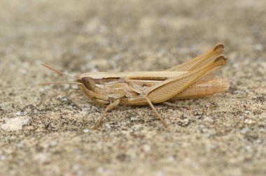 Jersey çekirgesinin doğal yakın çekimi, Euchorthippus elegantulus bir taşın üzerinde oturuyor.