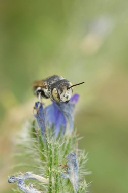 Kliptoparazit, sivri kuyruklu guguk kuşu, Coelioxys Argenteus 'un bir erkeğine yakın plan.