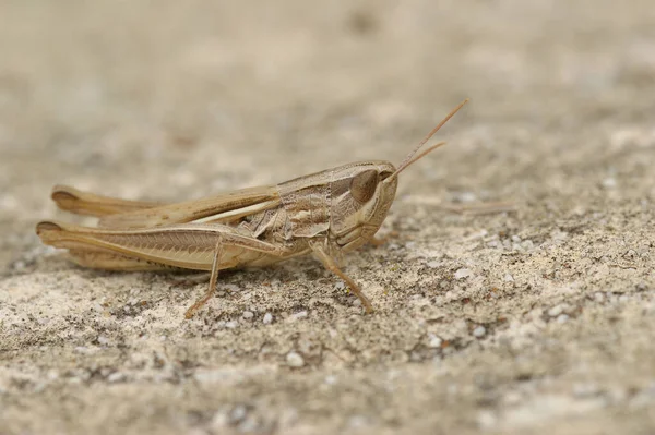 Jersey çekirgesinin doğal yakın çekimi, Euchorthippus elegantulus bir taşın üzerinde oturuyor.
