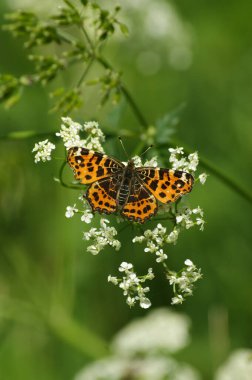 Harita kelebeği Araschnia Levana 'da beyaz bir çiçeğin üzerinde duran doğal renkli dikey yakın plan.