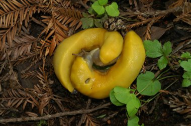 Kaliforniya, Big Surr Park 'ta iki büyük, sarı Kaliforniya muzlu sümüklü böceğinin çiftleşmesi üzerine doğal yakın çekim.