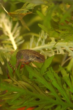 Küçük bir Portekizli kadın, Bosca semenderi Lissotriton boscai 'ye yakın plan.
