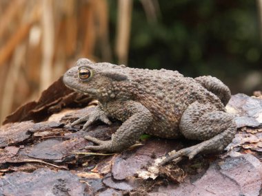 Avrupa 'nın ortak kurbağası Bufo Bufo' ya doğal bir yakınlaşma.