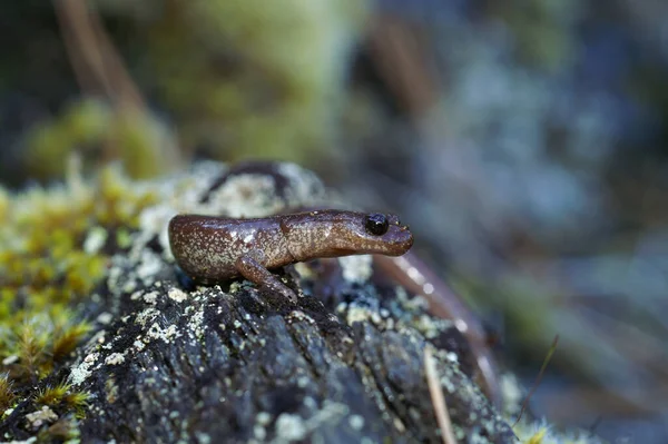 stock image Natural closeup on an adult female of the very rare Scott barr salamander, Plethodon asupak sitting on a stone in North California