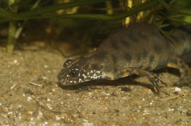 Erkek bir İtalyan armalı semenderi olan Trirurus etoburunun su altında doğal yakın çekimi.