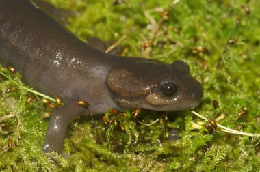 Natural closeup on an Oregon Northwestern salamander - Ambystoma gracile, sitting on green moss clipart