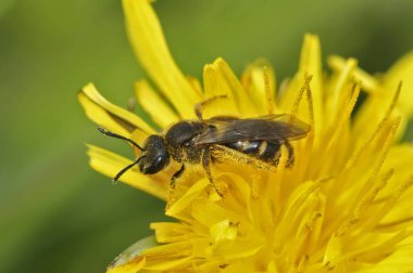 Yaygın arının dişisi Lasioglossum kalceatum 'a yaklaşın. Sarı bir karahindiba üzerinde küçük bir eusocial maden arısı.