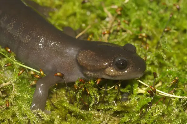 Φυσική Closeup Ένα Oregon Northwestern Salamander Ambystoma Gracile Κάθεται Πράσινα Royalty Free Φωτογραφίες Αρχείου