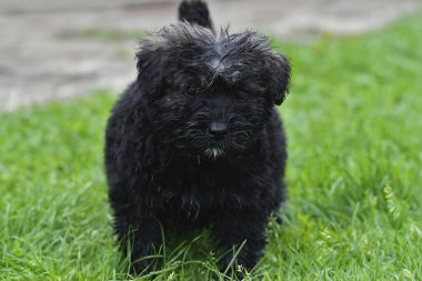 Şirin bir köpek yavrusuna yaklaştık. Uzun siyah saçlı Bouvier des Flandres otların arasında duruyor.