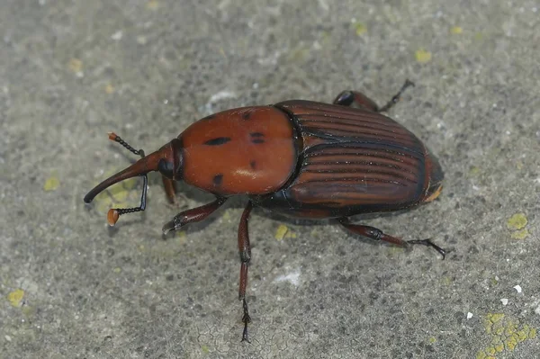 Kırmızı palmiye böceği ya da buğday biti Rhynchophorus ferrugineus 'a doğal olarak yakın plan.