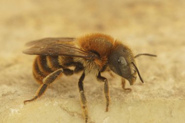 Altın-püsküllü Mason Arısı 'nın renkli dişisi Osmia Aurulenta' ya yaklaş.