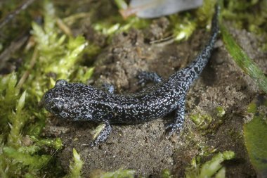 Renkli, Asyalı, kuzeydoğu semenderi Hynobius lichenatus 'un yeşil yosunlarda oturması üzerine detaylandırılmış.