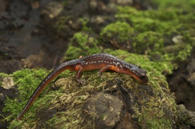 Güney Kaliforniya, Big Surr Ulusal Parkı 'ndan Ensatina eschscholtzii eschscholtzii semenderi için doğal bir yakın çekim.