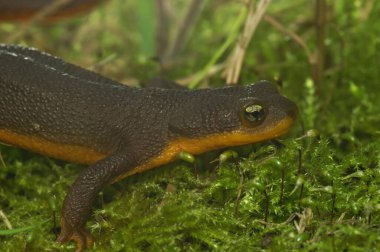 Yetişkin bir dişinin doğal yakın çekimi. Sert derili Newt, Taricha granulosa yeşil yosun üzerinde.