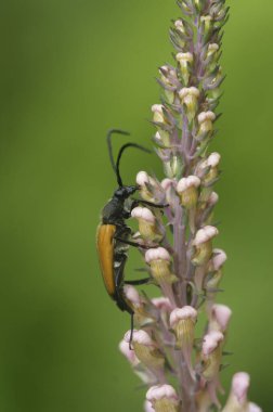 Avrupa Corymbia fulva longhorn böceğinin doğal dikey olarak bitki örtüsüne tırmanması.