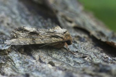 Koyu renk bir baykuş güvesinin doğal yakın çekimi, Apamea tahtanın üzerinde oturuyor.