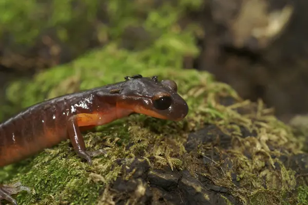 Stock image Natural closeup on the nominate endemic Ensatina eschscholtzii eschscholtzii salamander from Big Sur National Park, South California with it's typical all black eyes