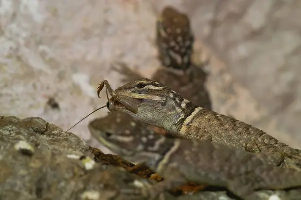 Closeup Group Hungry Sceloporus Lizards Eating Cricket Terrarium Stock Picture