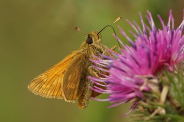 Avrupa 'nın büyük kaptanı Kelebek Ochlodes Sylvanusn' un pembe bir Centaurea çiçeğinin doğal renkli görüntüsü.