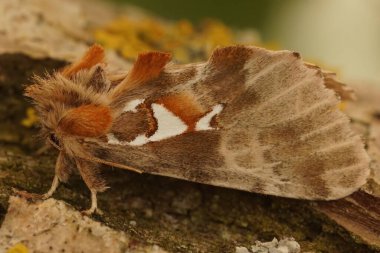 Renkli kahverengi Arjantin güvesine doğal olarak yakın plan, Fransa 'nın Gard kentindeki Spatalia Arjantin' de tahta üzerinde oturuyor.