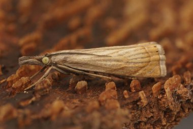 Yaygın çimen kaplamasında detaylı olarak mikro güve, ahşap üzerinde oturan Chrysoteuchia culmella
