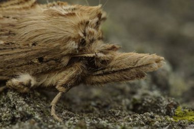 Pterostoma palpina, bahçedeki ağaçta oturan soluk renkli güve üzerine doğal yakın plan.