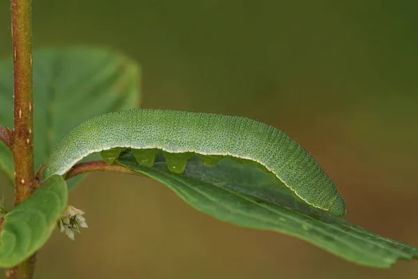 Stock image Natural closeup of a caterpillar of the Brimstone butterfly, Gonepteryx rhamni, on glossy buckthorn plant