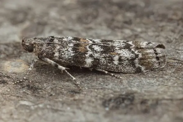 Dark Pine Knot-horn güvesi, Dioryctria abietella 'ya yakın plan, bir tahta parçasının üzerinde oturuyor.