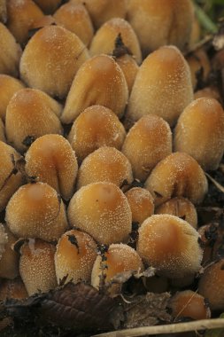 Natural vertical closeup on a cluster of lightbrown glistening inkcap mushrooms, Coprinus micaceus