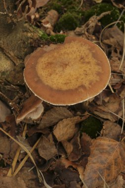 Ormandaki Armillaria Mellea adında yenebilir bir bal mantarının doğal dikey görüntüsü.