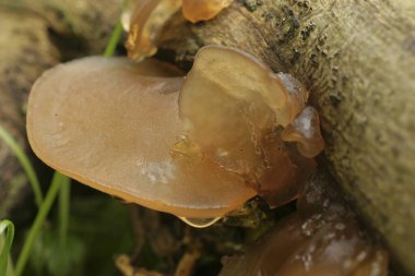 Jöle kulak mantarlarının doğal dikey görüntüsü, bir dalda yetişen Hirneola auricula-judae.