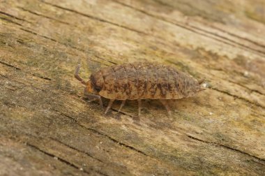 Avrupa 'daki Rough Roudlouse, Porcellio Skaler' deki soluk renk anormalliğine doğal olarak yakın plan.